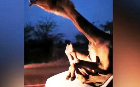 Camel gets stuck inside the car