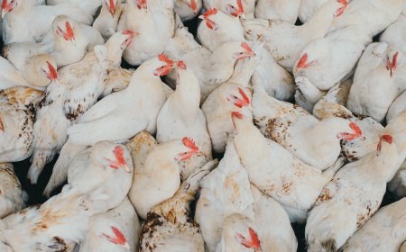 Second human case of H9N2 bird flu in India: WHO confirms