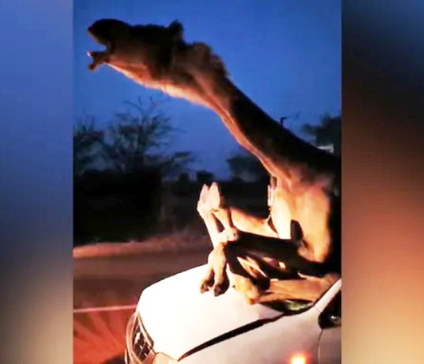 Camel gets stuck inside the car