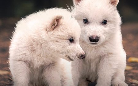 Dire Wolves Howl Again After 12,000 Years!
