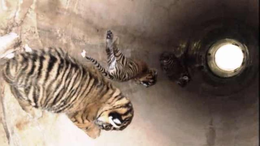 Tigress gives birth to 3 cubs in Ranthambore