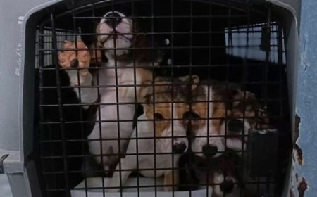 Bloodied Dogs, Poisoned Pigs, Sick Monkeys at Testing Laboratory
