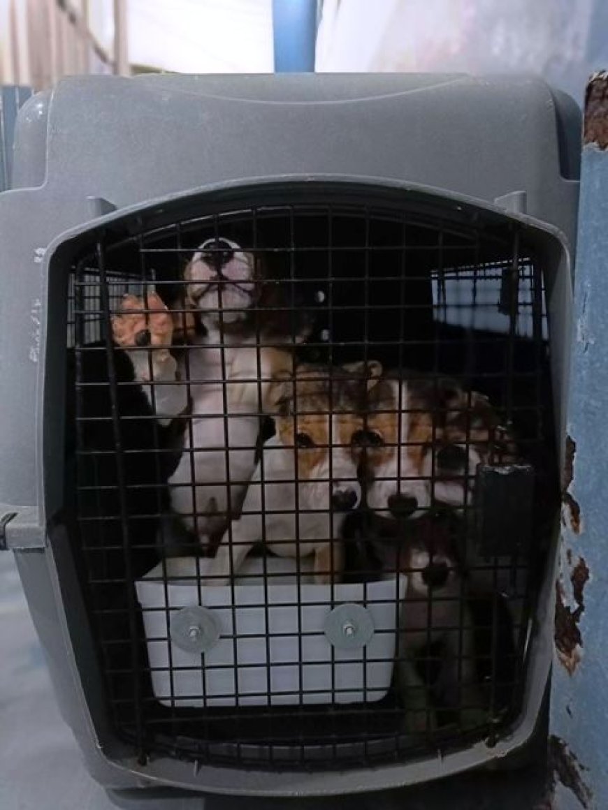 Bloodied Dogs, Poisoned Pigs, Sick Monkeys at Testing Laboratory