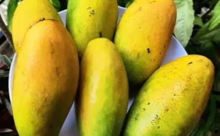 Indian mangoes are safe and healthy option for diabetics: Study