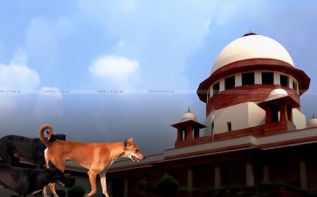 Release stray dogs after sterilisation: Top Court modifies earlier order